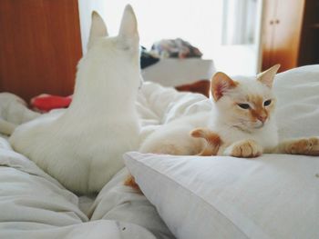 Pets.domestic .white canadian shepherd. siamese white kitten.