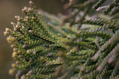 Close-up of fresh green plant