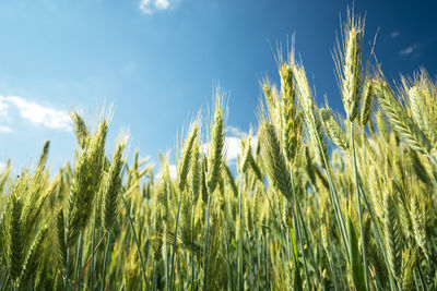 Green and yellow ears of triticale against the blue sky