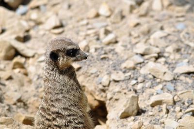 Close-up of meerkat standing on rock