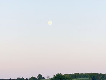 Low angle view of trees against clear sky