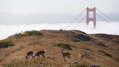 Deers on hill against foggy sky