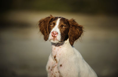 Close-up portrait of dog