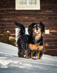 Dog standing in snow