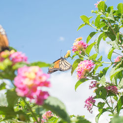 Close-up of butterfly pollinating on pink flower