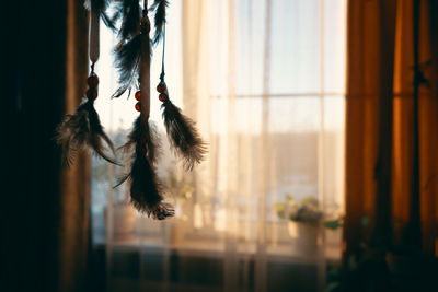 Close-up of feather hanging on window at home