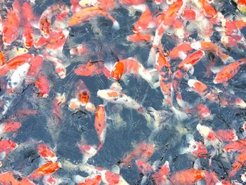 High angle view of koi carps swimming in lake