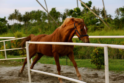 Horse on grass against trees