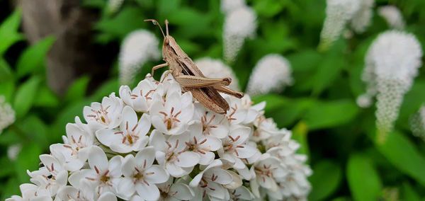 Close-up of bee pollinating on flower