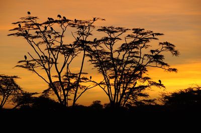 Silhouette tree against dramatic sky during sunset