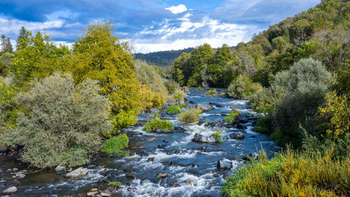 Scenic view of river amidst trees against sky