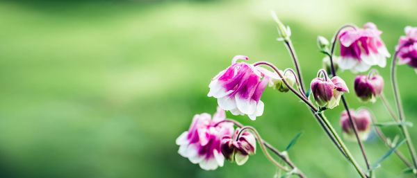 Close-up of pink flowering plant