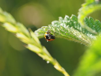 Close-up of ladybug on leaf