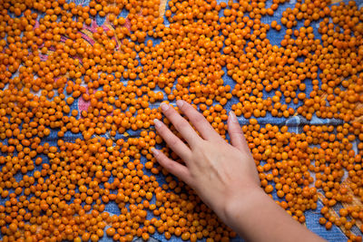 Cropped image of hand touching fruits