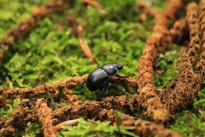 Close-up of beetle on moss