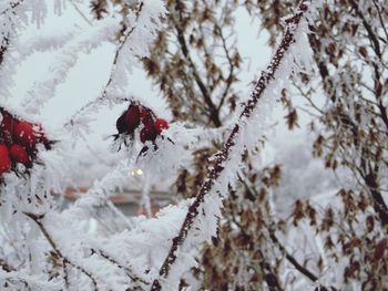 Close-up of insect on flower tree during winter