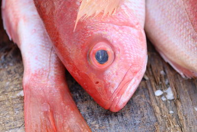 Close-up of raw fish on wood
