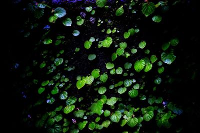 Full frame shot of fresh green leaves