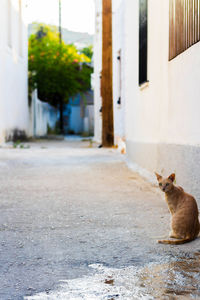 Cat sitting in a building