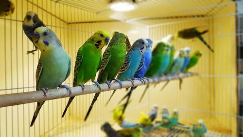 View of parrot in cage