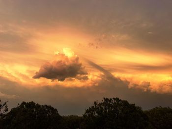 Low angle view of trees against orange sky