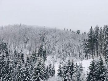 Panoramic view of pine trees during winter against sky