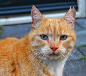 Close-up portrait of a cat