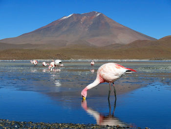 Birds on a lake