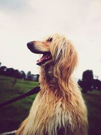 Close-up of dog looking away on field against cloudy sky