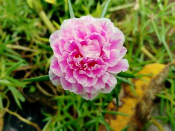 Close-up of pink flower