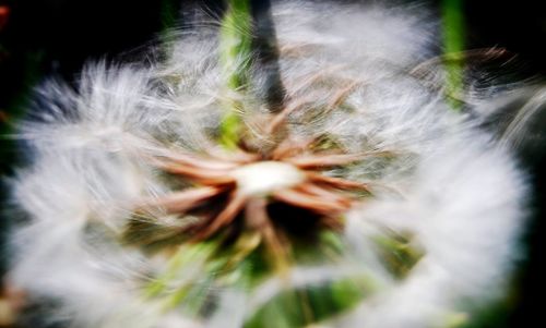 Close-up of dandelion flower