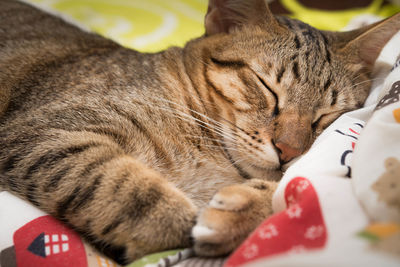 Close-up of cat sleeping