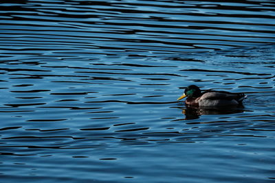 View of duck swimming in lake