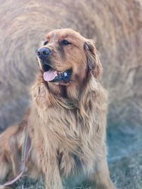 Portrait of a handsome golden retriever smiling in front of hay bales