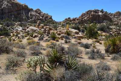 Plants growing on rock against sky