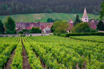 View of vineyard and houses in field