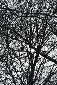 Low angle view of tree against sky