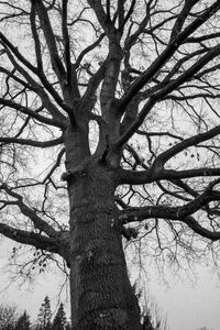 Low angle view of bare trees against sky