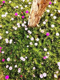 High angle view of flowering plants on field