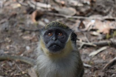 Portrait of monkey