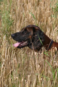 Close-up of dog on field