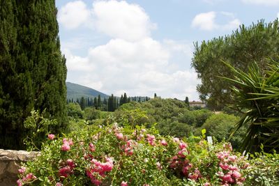 Scenic view of pink flowering plants against sky