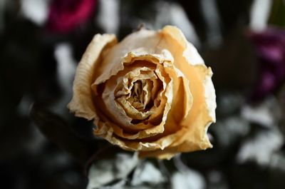 Close-up of rose blooming outdoors