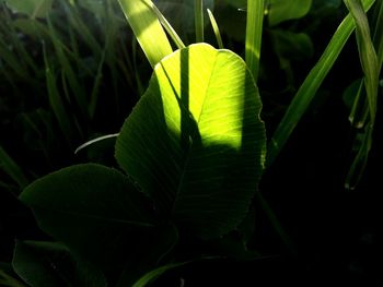 Close-up of fresh green leaf