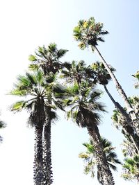 Low angle view of tree against clear sky