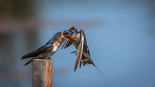 Low angle view of bird perching on wooden post