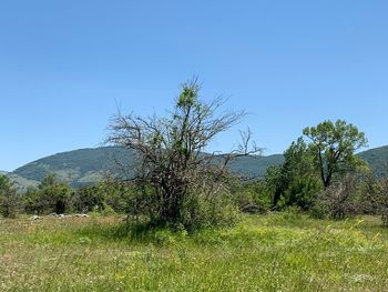 Scenic view of field against clear blue sky