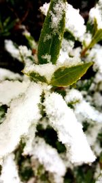 Close-up of plant against blurred background