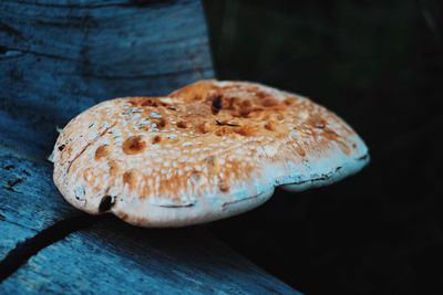 Close-up of mushroom on tree