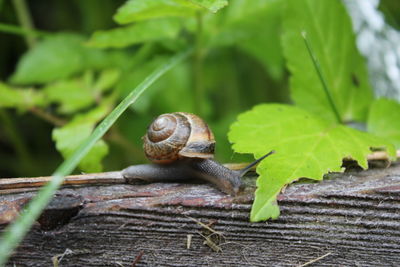 Macro shot of snail on wood